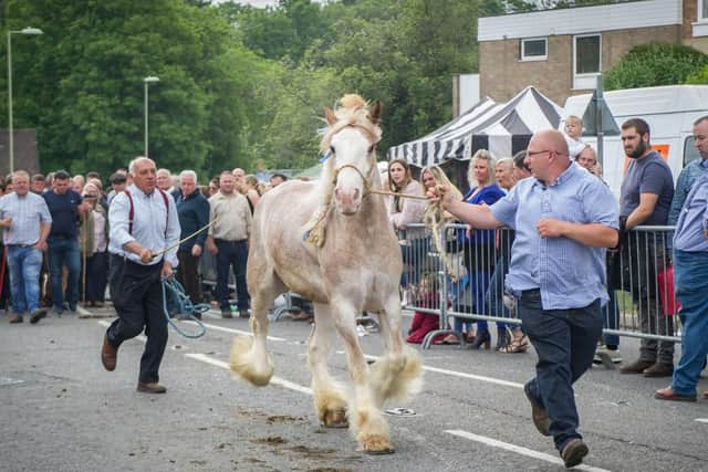 Horse owners displaying their horses at The Square, Wickham.