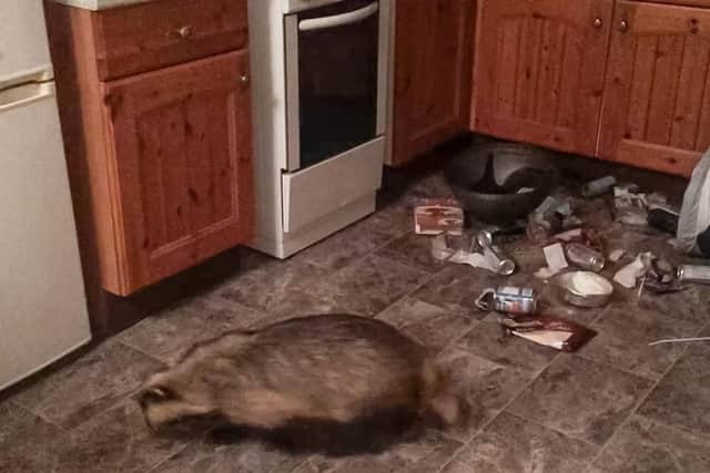CCTV image captured by Hannah Carver of the badger who has been breaking into her house and gorging on her food