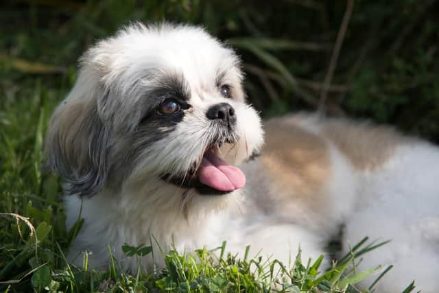 A stock image of a Shih-tzu dog. Picture: Shutterstock