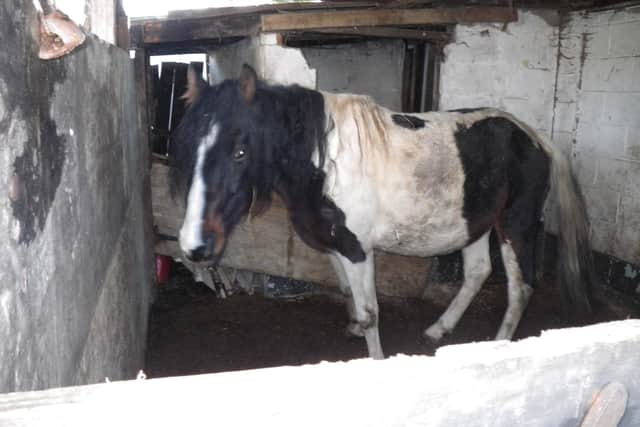 Paddy was one of the horses left to starve. Picture: RSPCA