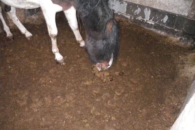 Paddy was so hungry that he was eating his own faeces. Picture: RSPCA