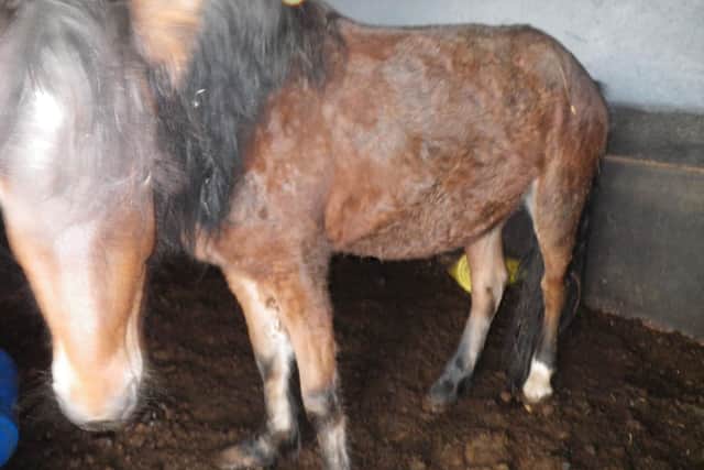 Duchess the other horse neglected by Hunt. Picture: RSPCA