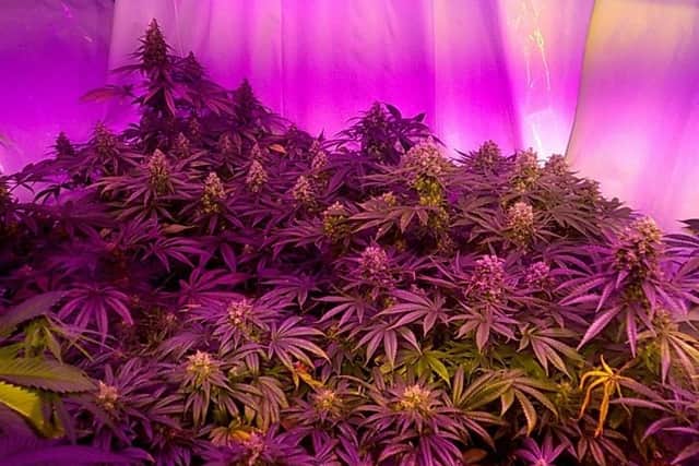 The cannabis farm was worth around 6m, according to police