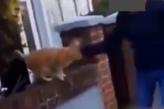 Video shows the man punching the cat off the wall