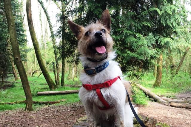 Mimi is one of the dogs looking for a loving home