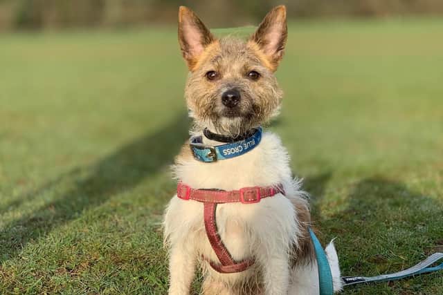 Mimi is said to be a 'fun and energetic one-year-old'. Picture: Blue Cross