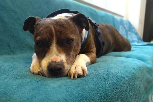 Trixie is also looking for a loving home. She is an eighty-year-old who 'loves being around people'. Picture: Blue Cross