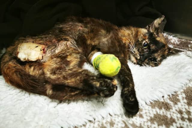 Minnie suffered 'awful' abuse. Picture: RSPCA