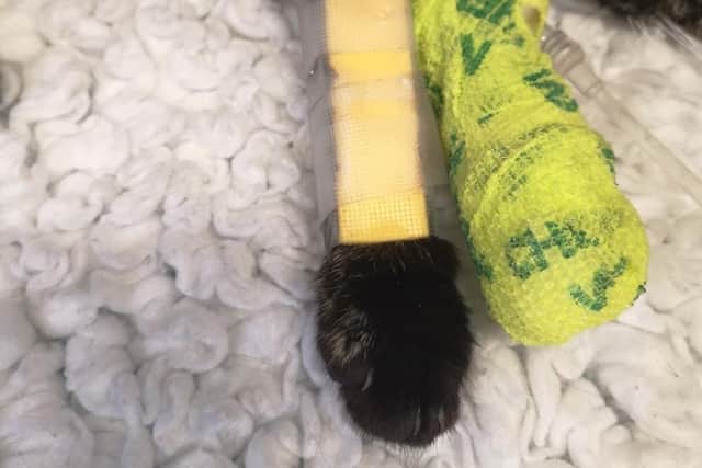 Minnie had a makeshift splint on her front right leg. Picture: RSPCA