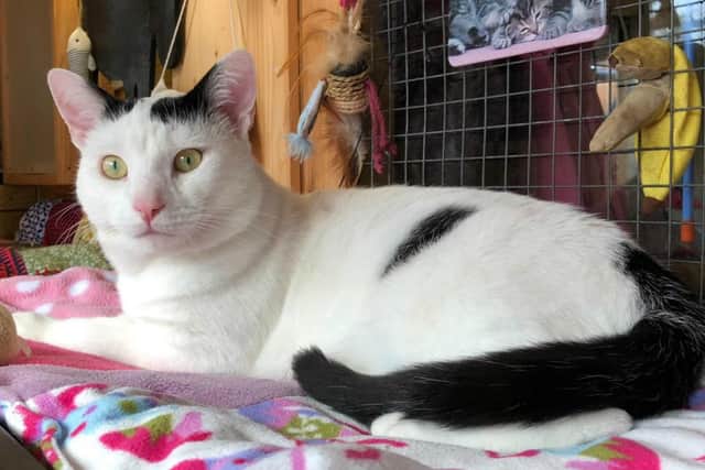 Vince has been abandoned by his owners twice in the space of just a few months. Picture: Cats Protection