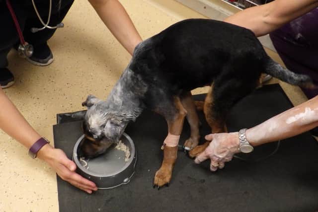 Jet when he was receiving treatment. Picture: RSPCA