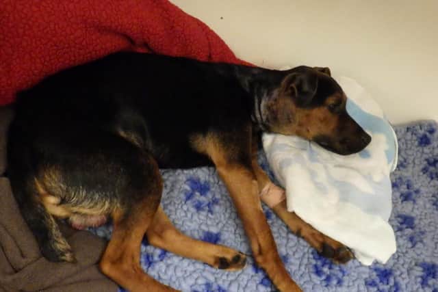 Jet, the Lakeland terrier, was shot four times in the head. Picture: RSPCA