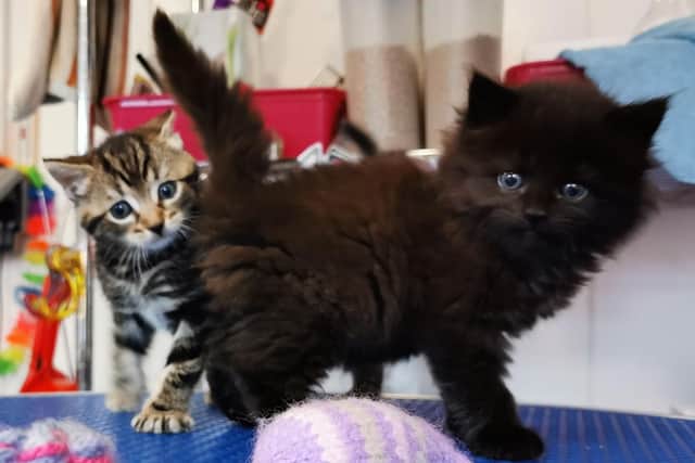 Meadow (right) survived being run over by a tractor and a plough unscathed. Picture: RSPCA