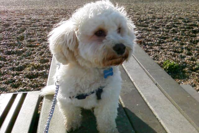 Can you help give Teddy a walk?