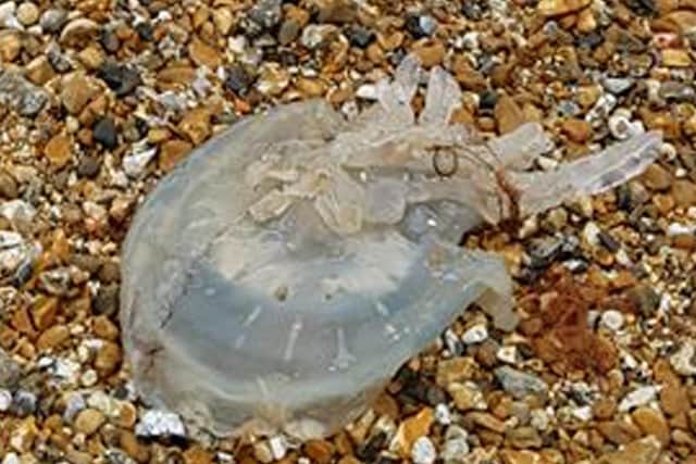 Huge jellyfish have washed up on Stokes Bay Beach in Gosport. Picture: Toby Beale