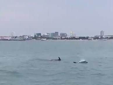Dolphins swimming in the Solent on Sunday June 23 2019. Picture: Jimmy Colley/ @sinnerco.ig.