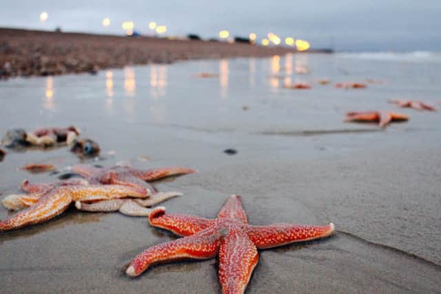 Starfish Southsea beach by Krystyna Piliczewska.