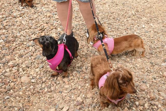Myle, Dizzie and Fifi. Picture: Keith Woodland (300619-14)