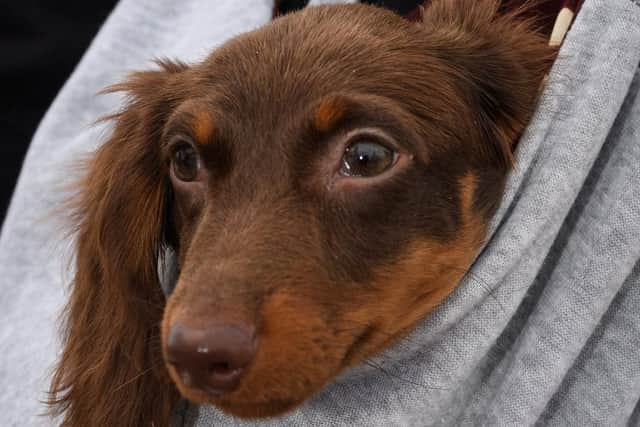 Ruby who is 13 weeks old. Picture: Keith Woodland (300619-19)