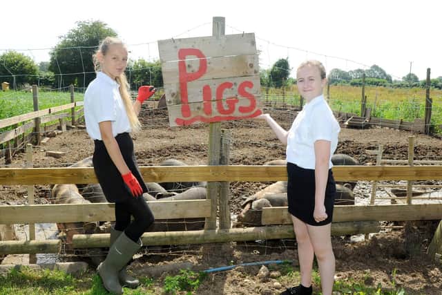 (l-r) Millie Rose (12) and Kennedy Saunderson (12) with the pigs.

Picture: Sarah Standing (280619-2051)