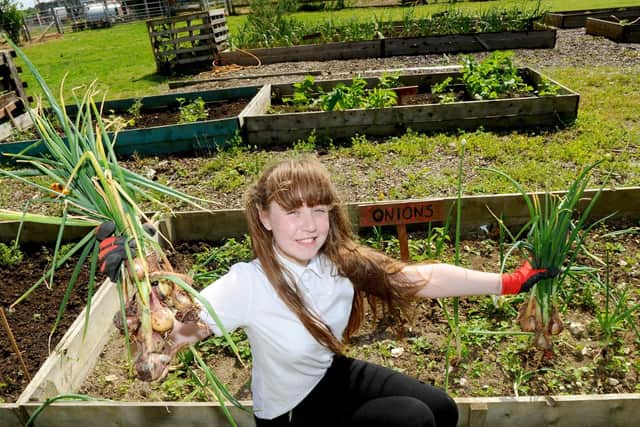 Kiera Beardsworth, 12, harvesting onions to be used in the canteen.

Picture: Sarah Standing (280619-2094)