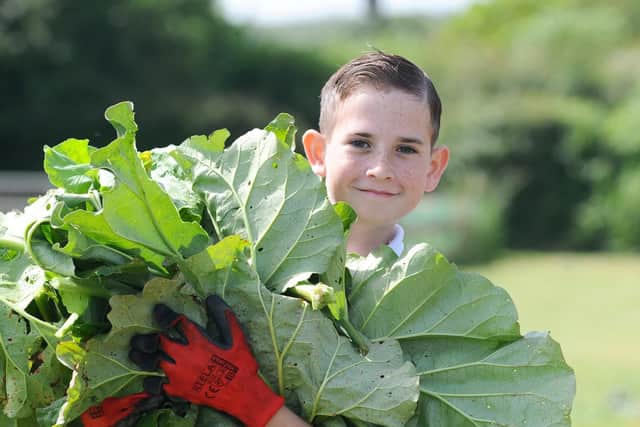 Alfie McMullan, 12, harvesting the rhubarb.

Picture: Sarah Standing (280619-9960)