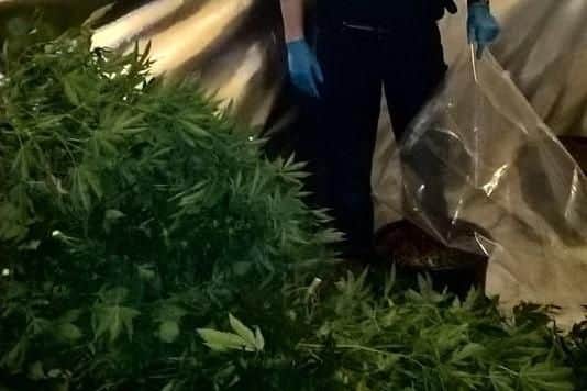 Its going to have a strong smell. Especially in the last couple of weeks before harvest. If you don't know what cannabis smells like, its quite sweet and a bit like tomato plants on a hot day.
