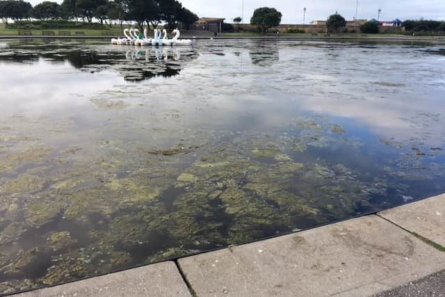 Algae at Canoe Lake before the clean. Picture by Len Edwards