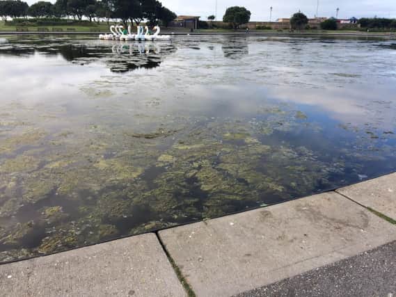 Algae at Canoe Lake before the clean. Picture by Len Edwards