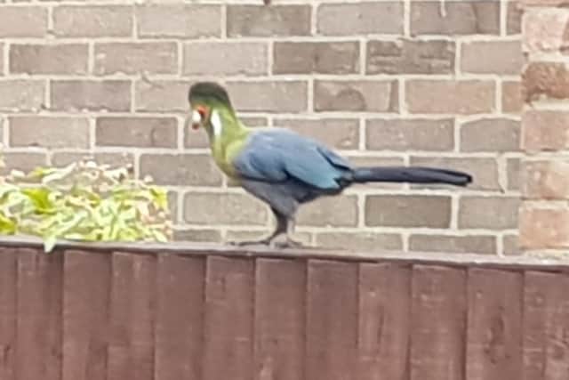 Malcolm and his family were surprised to see this visitor land on their fence