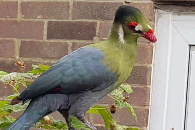 The white-cheeked turaco tucked in to some loganberries