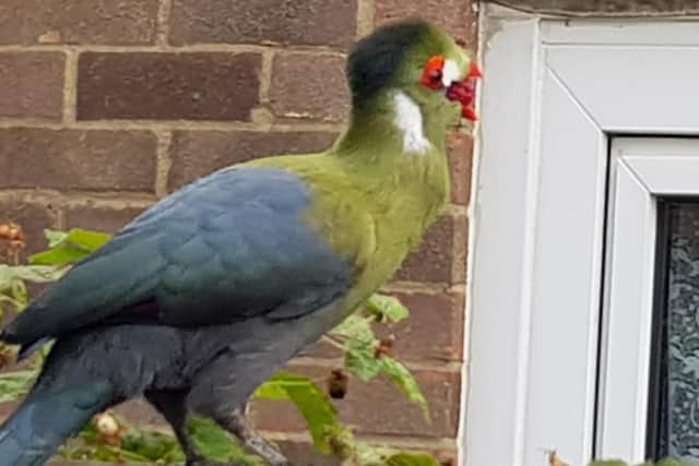 White-cheeked turaco enjoying some loganberries