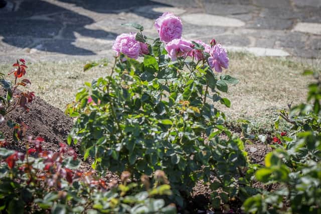 The rose bush planted in the memory of the victims of Srebrenica in Southsea Rose Garden. Picture: Habibur Rahman