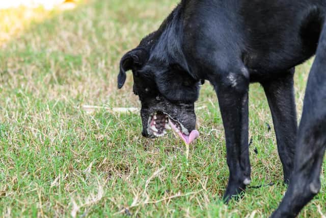 Dog poisoning has been reported around Portchester Castle.