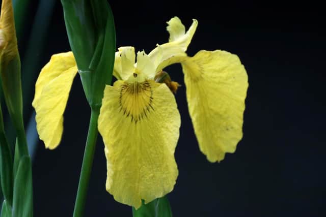 Staunton Country Park - Get up and Go Havant. A pretty yellow flag flower. Walks at Staunton. Picture: Graham May