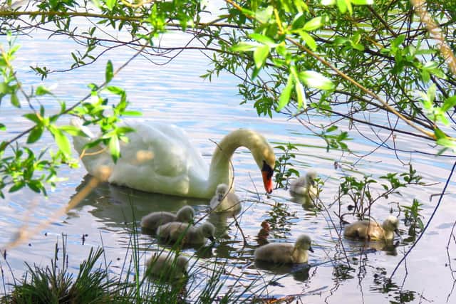 The swans were eventually moved off the railway line