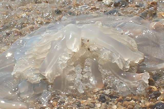 A jellyfish has washed up on a beach in Southsea. Picture: Tyler Adams