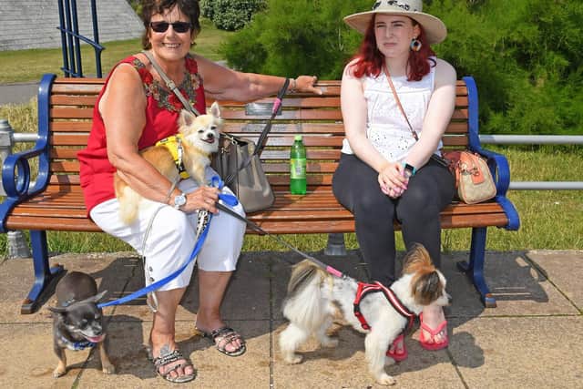 Sue Ludwig with her dogs and granddaughter Marina Cooke take a breather on The Esplanade at Southsea - (190725-5085)