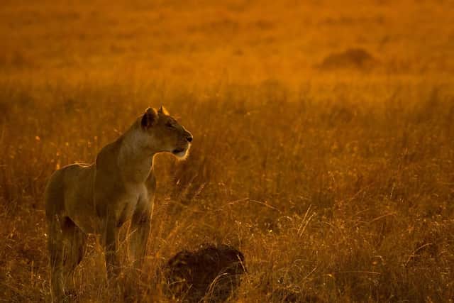 Lioness at Sunrise Graham Ainge.