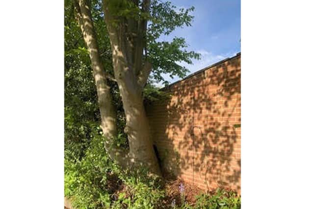 The beech trees outside Mr Lock's garage before they were cut down by Havant Borough Council. Picture: Trevor Lock