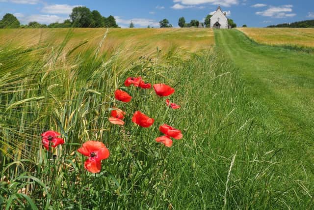 Last of the Poppies at Idsworth by Janet Andrew.