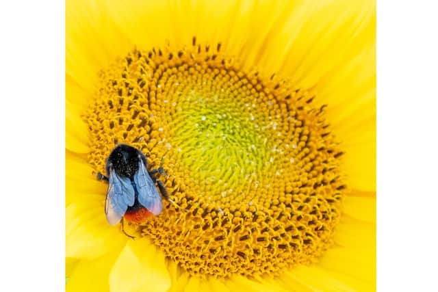 Bee with a Red Bum by Keith Tester.