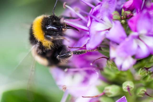 Bee gathering pollen by Sean Finch.