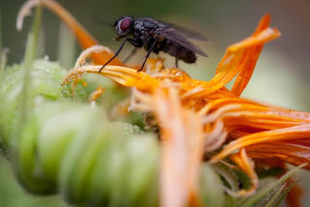 Garden fly sitting on a withered flower by Sean Finch.