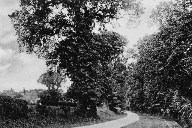 With elm and oak trees giving summmer shade we are looking down Church Lane, Warblington. Photo: Ralph Cousins collection.