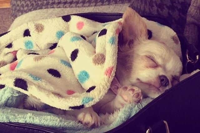 Jessica Dugan's chihuahua, Dior, sleeping. Picture: Jessica Dugan