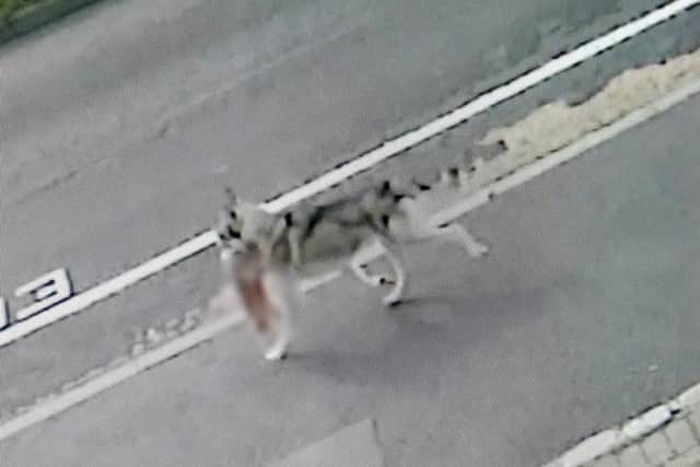 CCTV Footage of Mika the husky with Dior the chihuahua in it's mouth on Collington Crescent, Paulsgrove, Portsmouth.