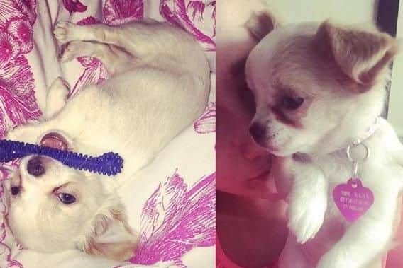 Jessica Dugan's chihuahua, Dior. Picture: Jessica Dugan