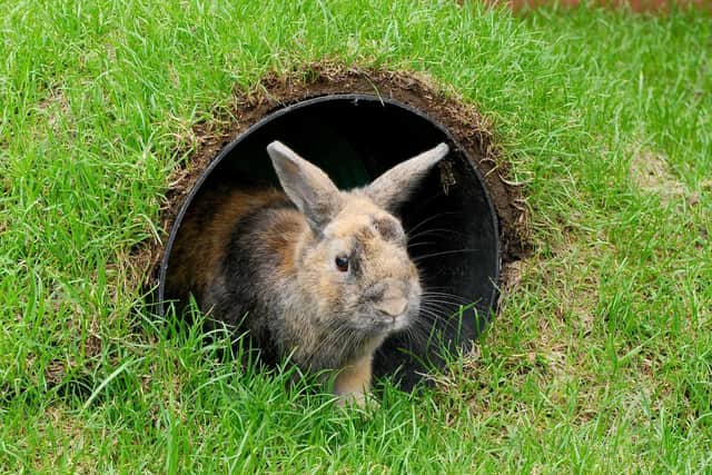 Harley the rabbit enjoying the new tunnels. Picture: Sarah Standing (120919-5936)