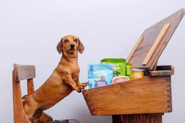 East Hants Dachshunds are putting on a back to school themed sports day. Picture: Top Dog Photography